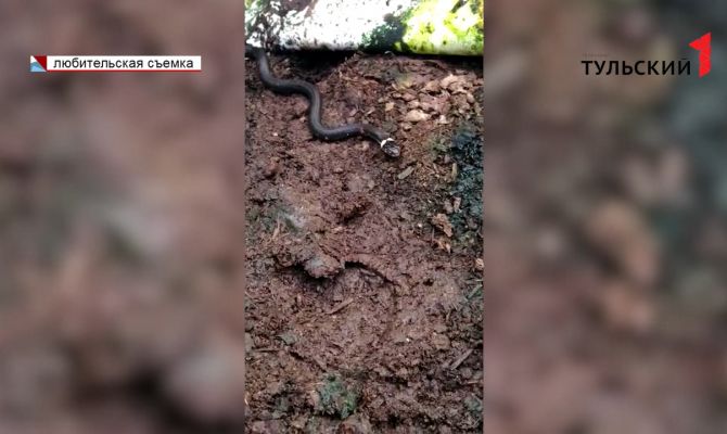 Тульских дачников атаковали змеи: у людей пресмыкающиеся ищут кров на зиму