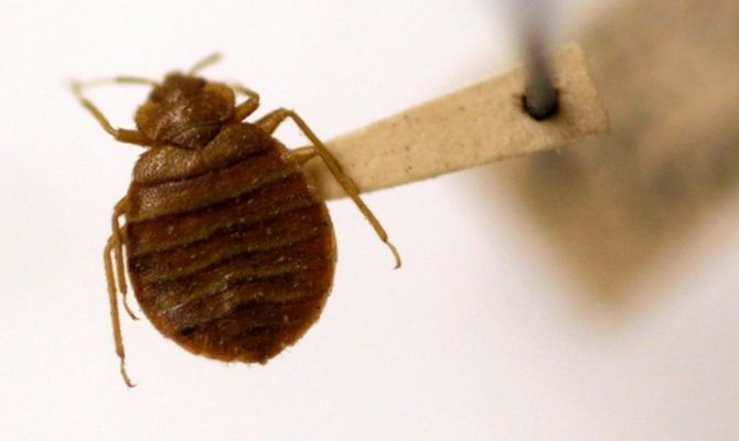 Роспотребнадзор предупредил о тропических клопах