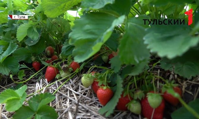 Удобрения и особый сбор: как собирают клубнику в Центральной полосе