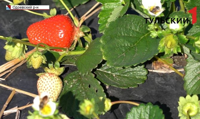 Последний вкус лета: в Тульской области собирают осеннюю клубнику