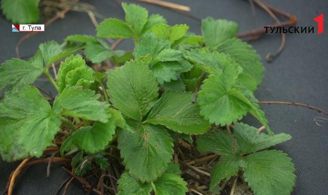 Как дачникам спасти свои растения от заморозков