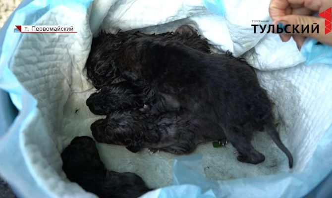 В Туле новорожденных щенков выкинули на свалку: 8 малышей ищут новую семью