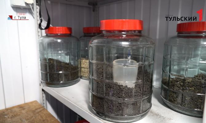 Тульские производители чайного гриба рассказали об особенностях приготовления напитка