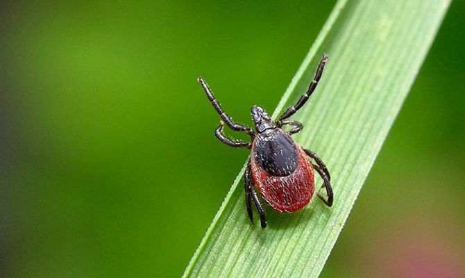 В России активизировались клещи