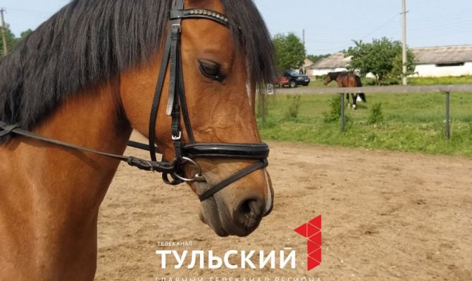 Тульский тренер по конному спорту рассказала, как выстроить связь между животным и человеком
