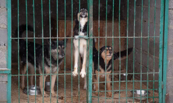 В России запретили ввоз корма для кошек и собак Hill's