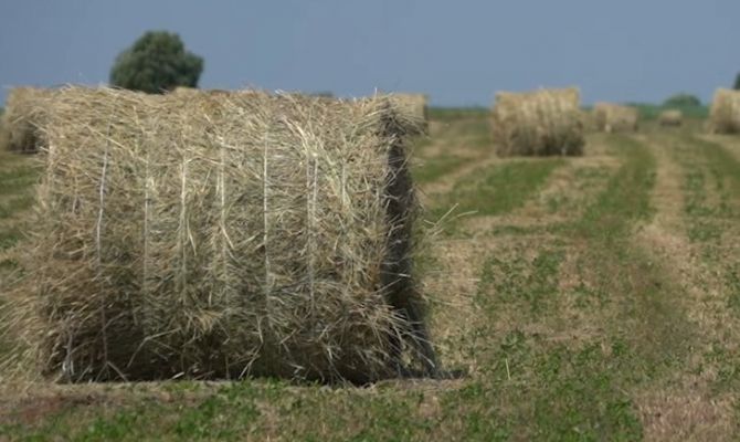 Водитель из Арсеньевского района украл 3 тюка сена