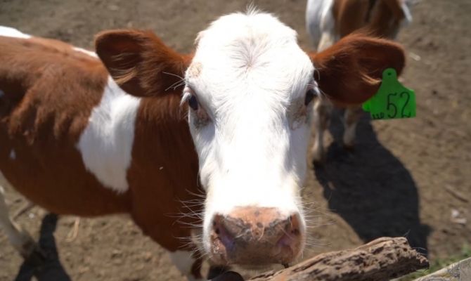 В Тульской области стартовал первый покос луговых трав: фермеры запасают корма для животных