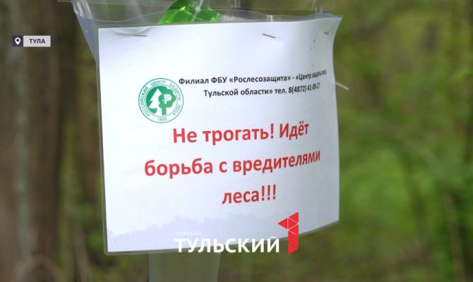 Насекомых-вредителей в лесах Тульской области начали ловить при помощи феромонов