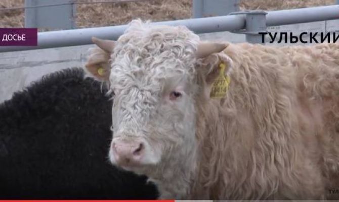 Способна ли Тульская область сама себя прокормить. РЕПОРТАЖ