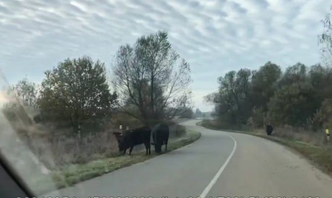 В Дубенском районе на дорогу вышли коровы