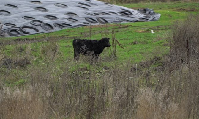 Стадо коров держит в страхе жителей тульской деревни