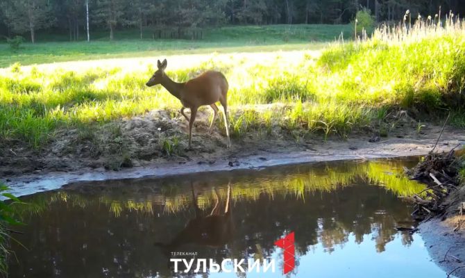 На границе Тульской и Калужской областей заметили косулю
