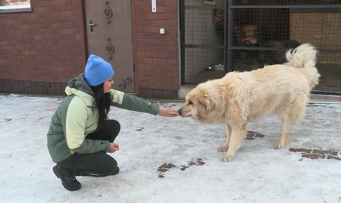10 лет и больше сотни спасенных: как тулячка превращает бездомных животных в домашних питомцев