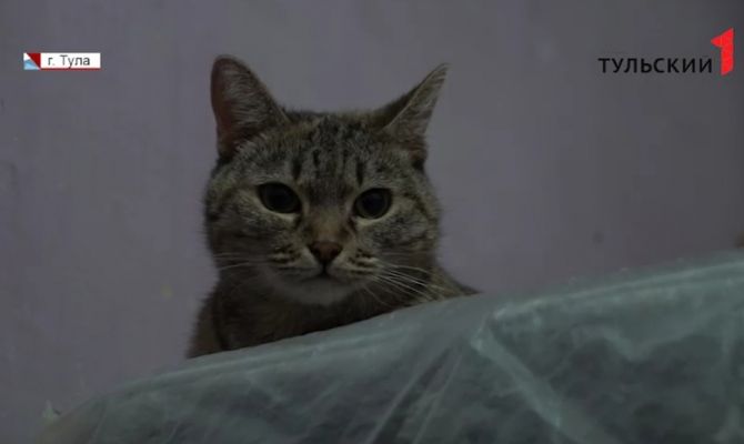 Быть или не быть: в Туле кошки стали причиной конфликта между соседями