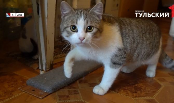 Сгорел дом или предал хозяин: волонтеры рассказали истории попавших на улицу кошек и собак