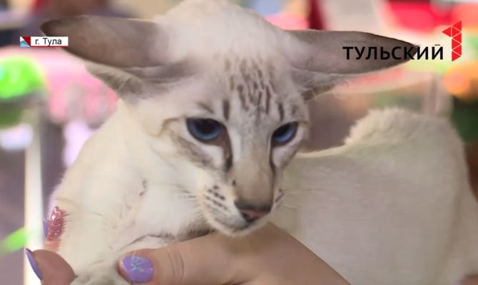 В Туле прошла международная выставка кошек