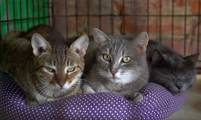 1,5 кошки на квадратный метр: туляки помогли спасти животных от неадекватной хозяйки