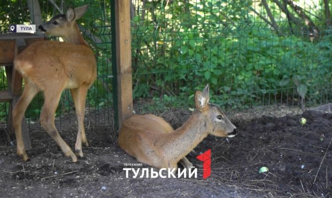 Редкий случай: в зооуголке Центрального парка Тулы родились два косуленка