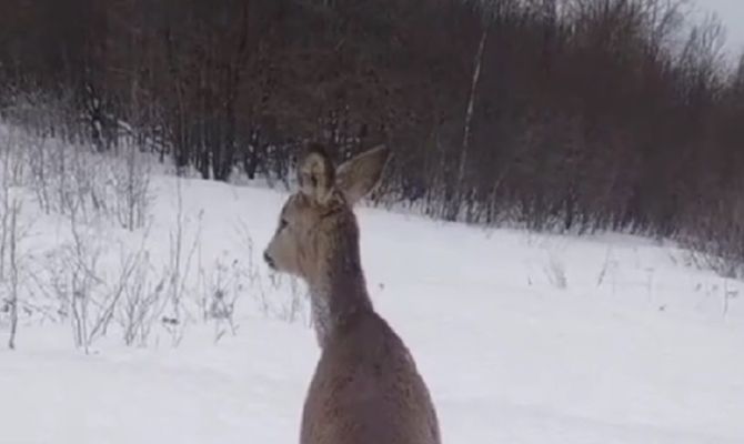 В Дубне егери спасли заблудившуюся косулю