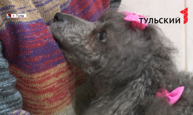 Как стерилизовать питомца за полцены