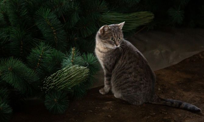 За кулисами: как хранится главная елка Тулы 