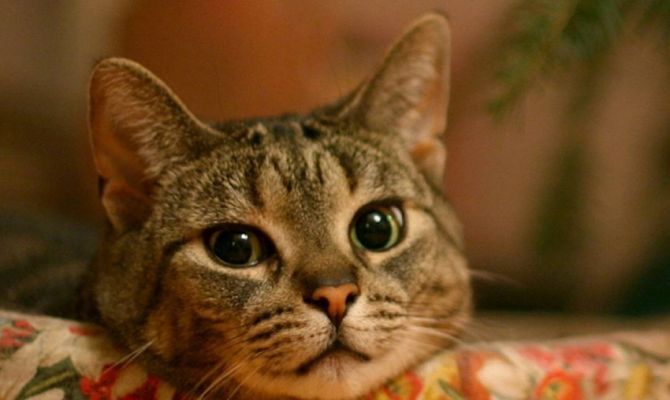 Новогодние каникулы в Епифани Афиша