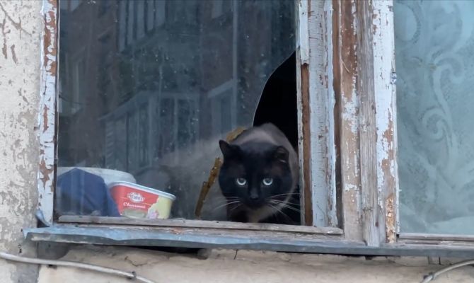 В Туле несколько кошек оказались замурованными в квартире после смерти хозяйки