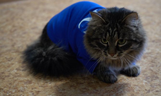 В Туле появилась кошка-пожарный