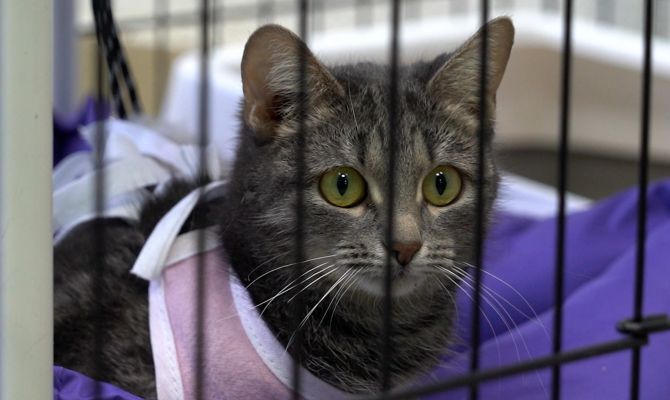 11 трагических историй: тулячка на свои деньги организовала приют для брошенных животных