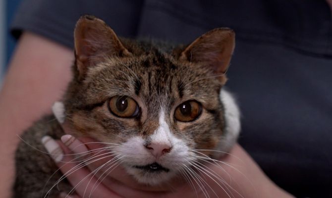 Кот Дым и кошка Морковка: в Туле срочно ищут дом особенные животные