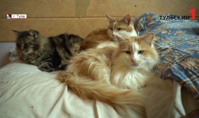 Добро по правилам: как тулякам организовать приют для бездомных животных