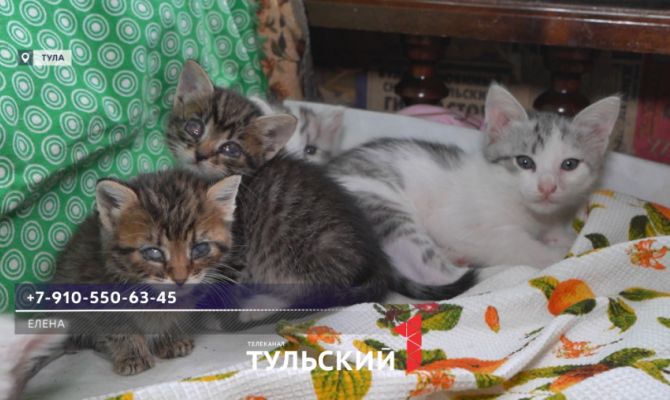 Пожилая тулячка приютила больных котят умершей соседки