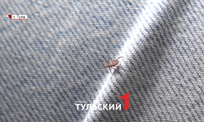 Никакого масла: тульские врачи развеяли популярные мифы о клещах