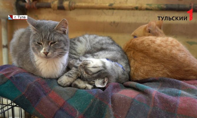 Кошкин дом: тульские волонтеры ищут новых хозяев для 65 пушистых питомцев
