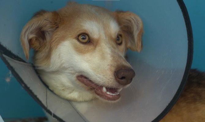 Под Киреевском окровавленную собаку с переломами лап и таза бросили умирать на морозе