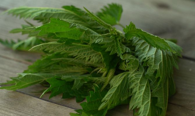 На Фестивале Крапивы туляки узнают секреты приготовления блюд из жгучего растения