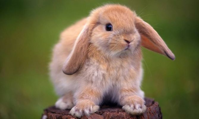 В Россию завезли тонны зараженного мяса