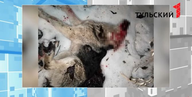 В Одоевском районе зверски расправились с собакой