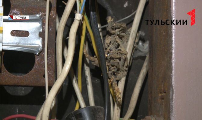 Туляки в доме по улице Калинина жалуются на нашествие крыс