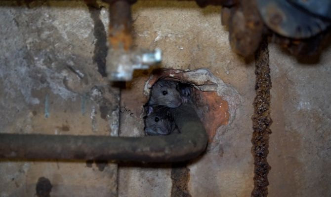 Туляки пожаловались на нашествие крыс в центре города