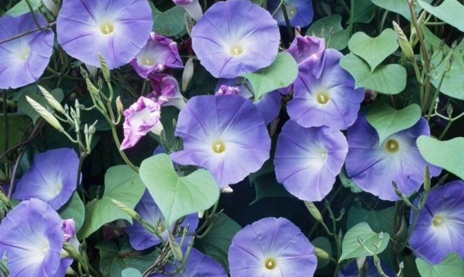 Тулякам грозит уголовная ответственность за выращивание популярного дачного цветка