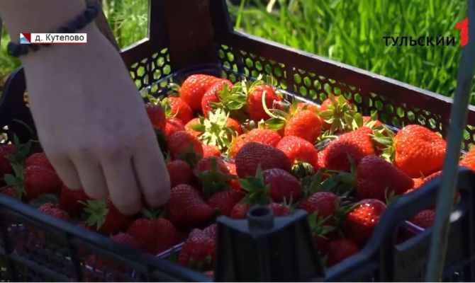 Проверенные сорта и пчелы: как выращивают клубнику в Тульской области