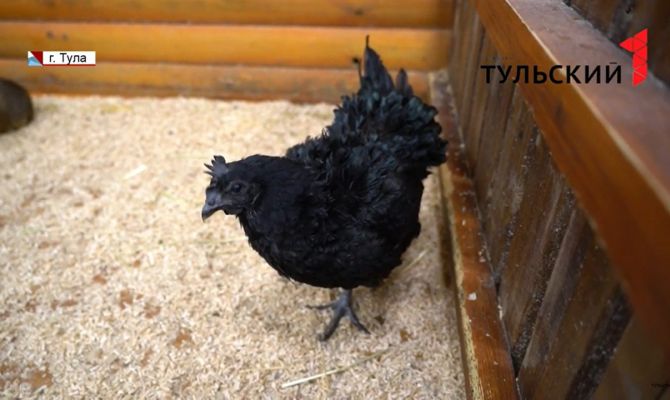 Контактные зоопарки в Туле могут быть закрыты