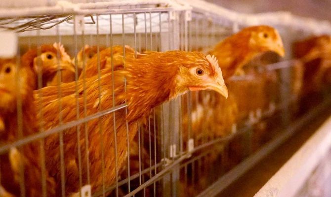 В Тульской области выросло производство мяса птицы