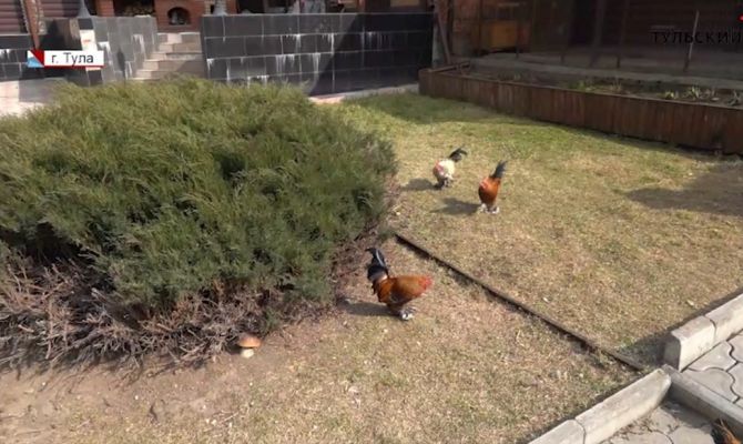 В Тульской области любитель выращивает кур редкой породы мильфлёр