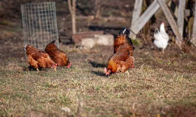 На тульскую птицефабрику пришел карантинный корм из Краснодара