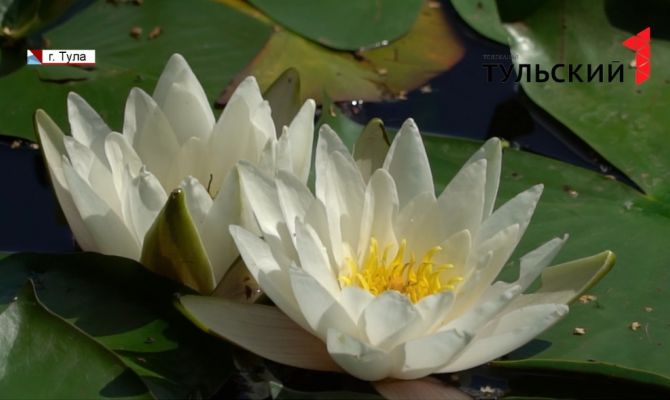 И графский парк, и черный пруд: в усадьбе Л.Н. Толстого зацвели белые водяные лилии