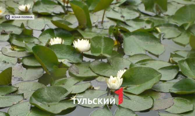 В Ясной Поляне расцвели исчезнувшие 100 лет назад белые кувшинки