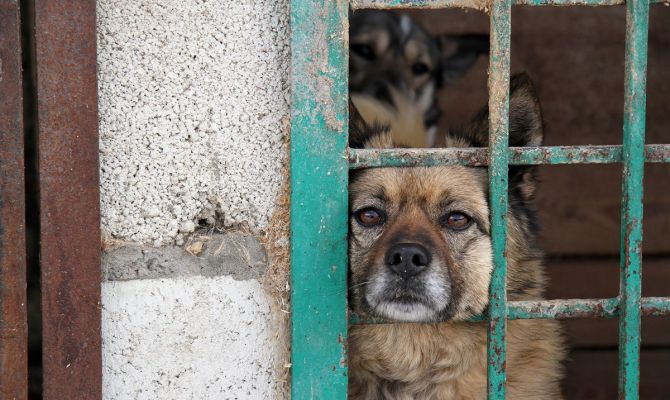 Тульские предприниматели смогут оформлять ветеринарные разрешения онлайн